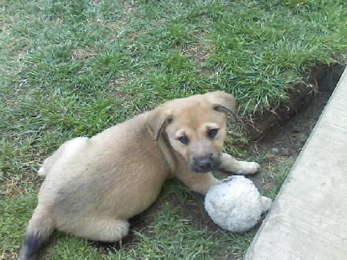 Lab/Shepherd Mix