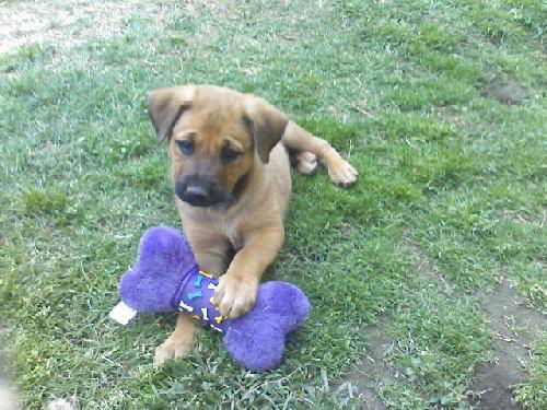 Lab/Shepherd Mix