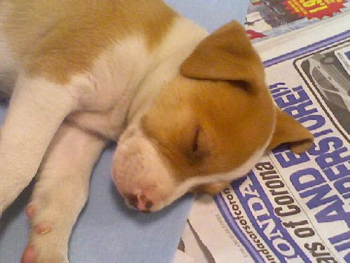 Star Pup