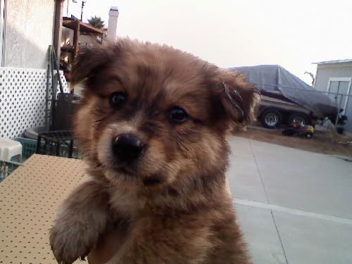 Shep/collie mix pups