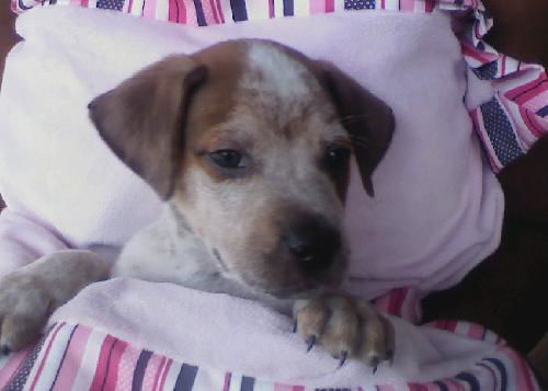 Spottie