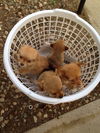! 5 ChiPom Boy