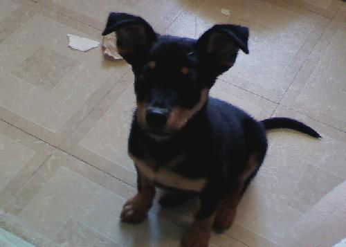 Bo puppy