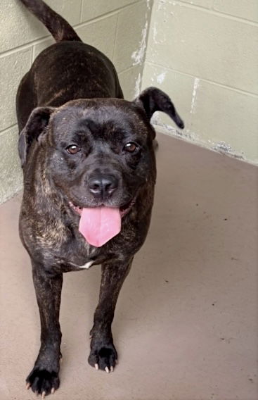 adoptable Dog in Crossville, TN named HONEYBUN (Spayed!)