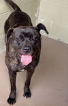 adoptable Dog in crossville, TN named HONEYBUN (Spayed!)