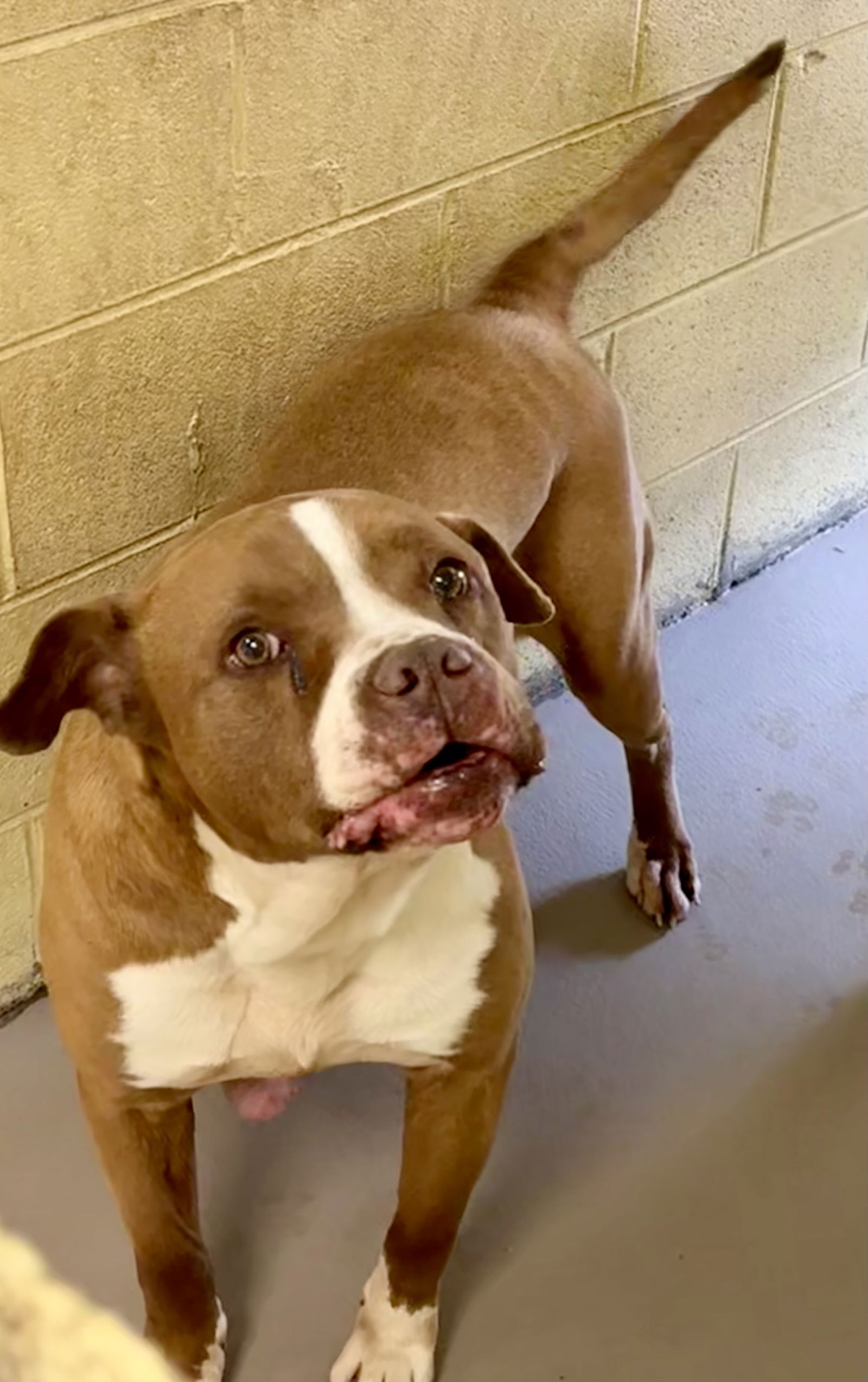 adoptable Dog in Crossville, TN named HAM SAMMY (Neutered!)