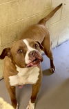 adoptable Dog in crossville, TN named HAM SAMMY (Neutered!)