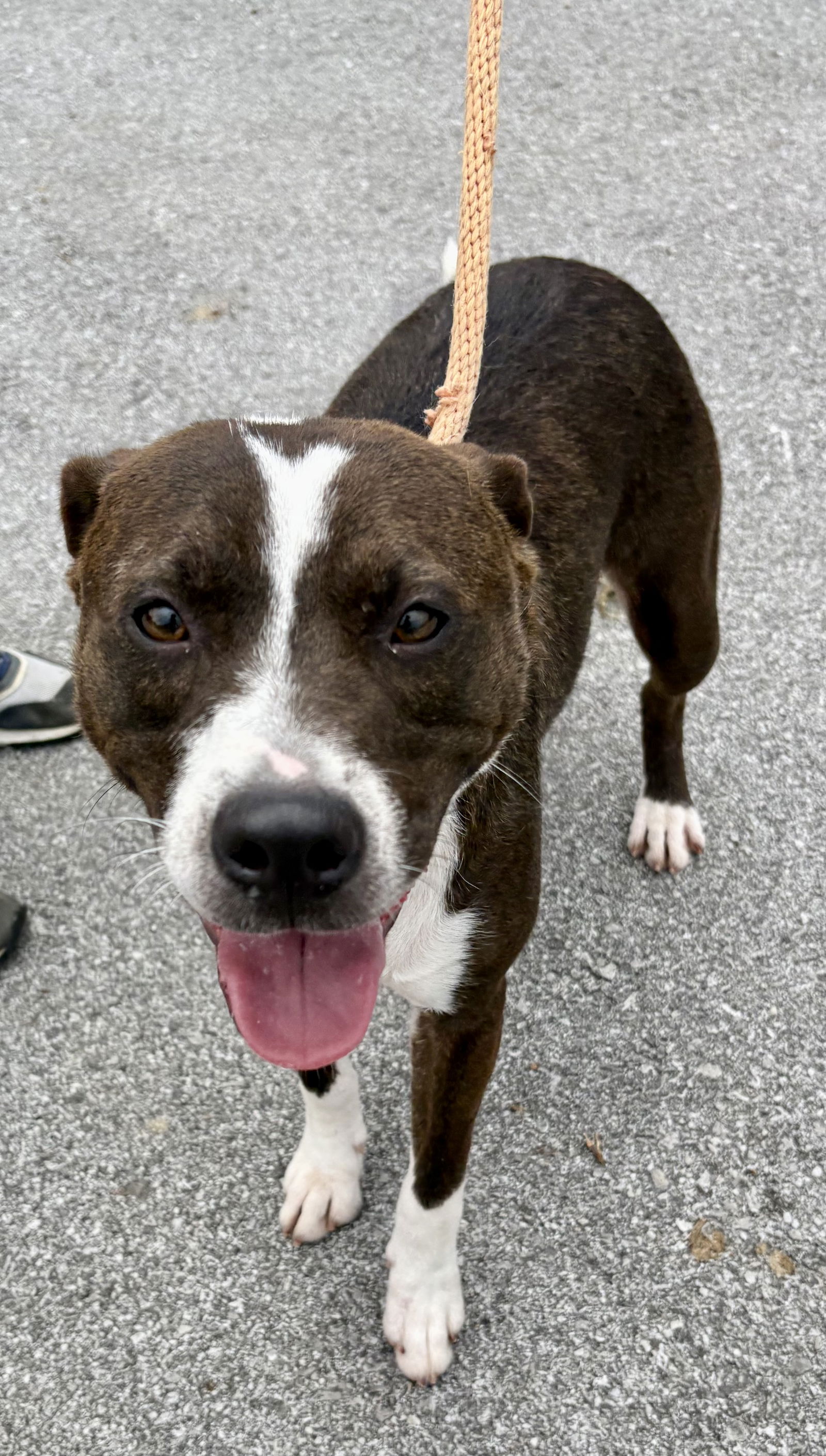 adoptable Dog in Crossville, TN named BROWNIE