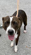 adoptable Dog in  named BROWNIE