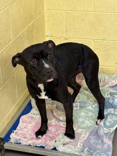 adoptable Dog in Crossville, TN named PAJAMA PRINCESS