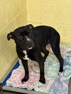 adoptable Dog in crossville, TN named PAJAMA PRINCESS