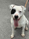 adoptable Dog in crossville, TN named MYSTERY MAN (Neutered!)