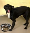 adoptable Dog in  named GRISSOM (Spayed!)