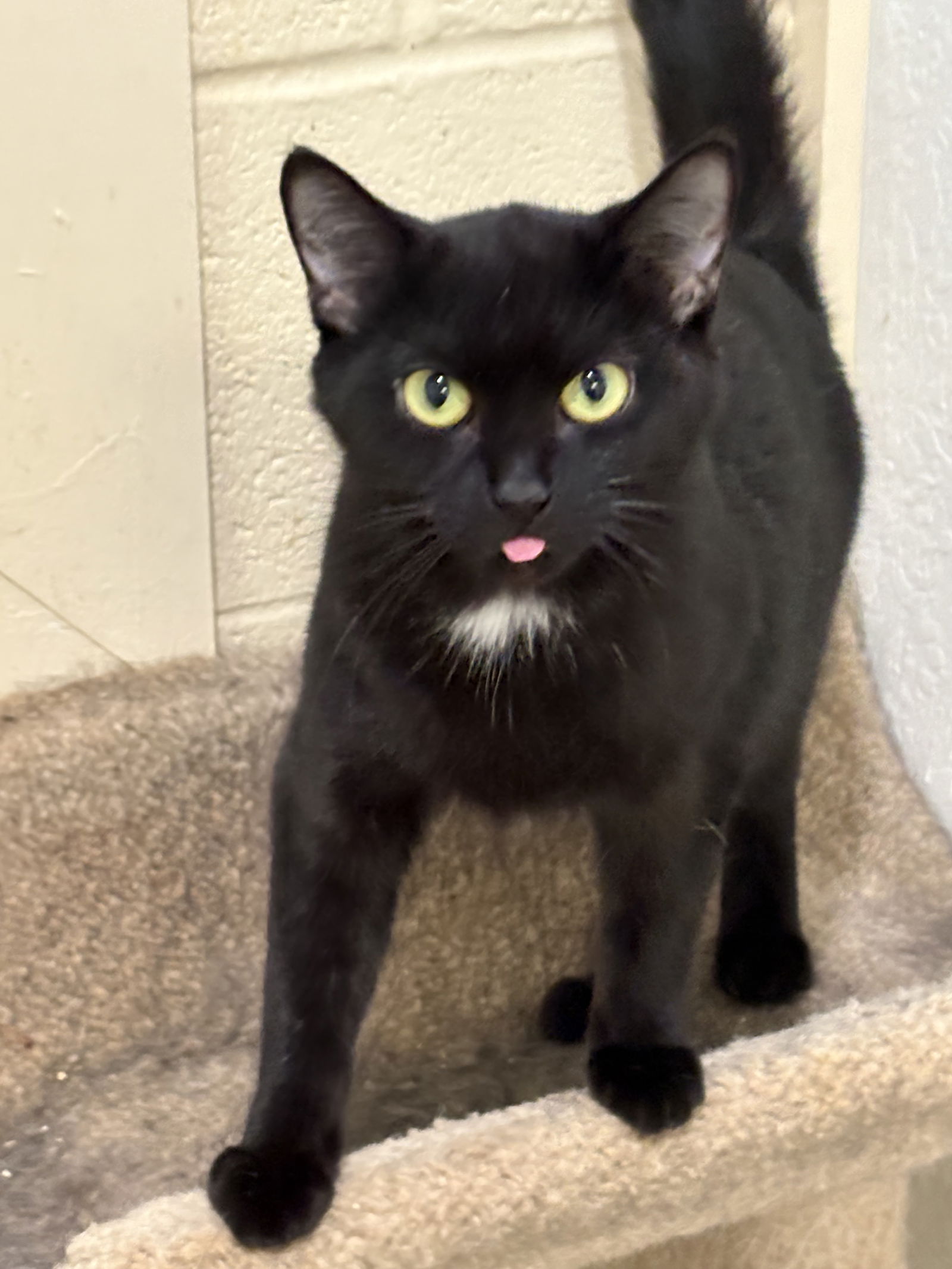 adoptable Cat in Crossville, TN named BIGGIE GIRL (Spayed!)