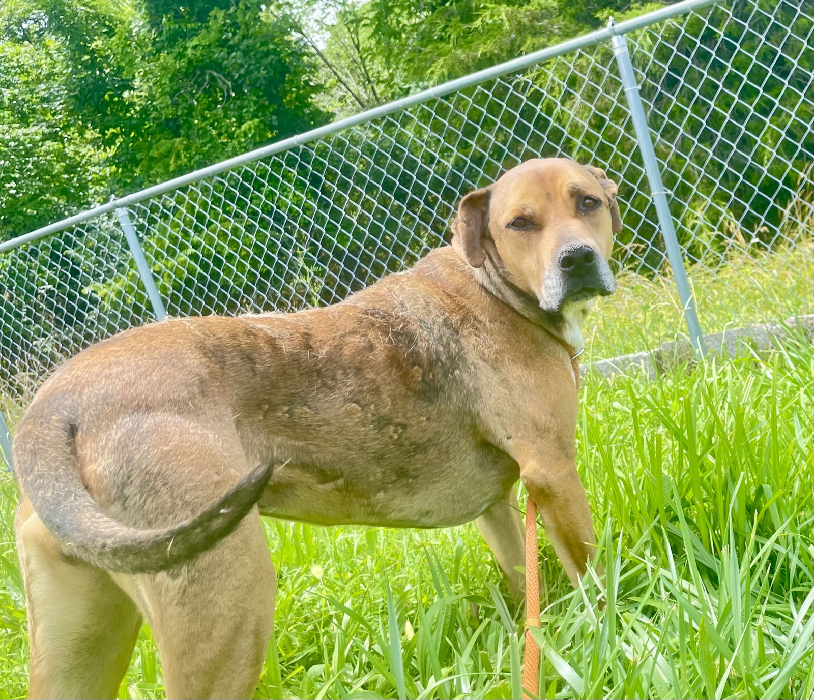 adoptable Dog in Crossville, TN named MAYBELL (Spayed!)