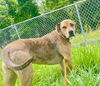 adoptable Dog in crossville, TN named MAYBELL (Spayed!)