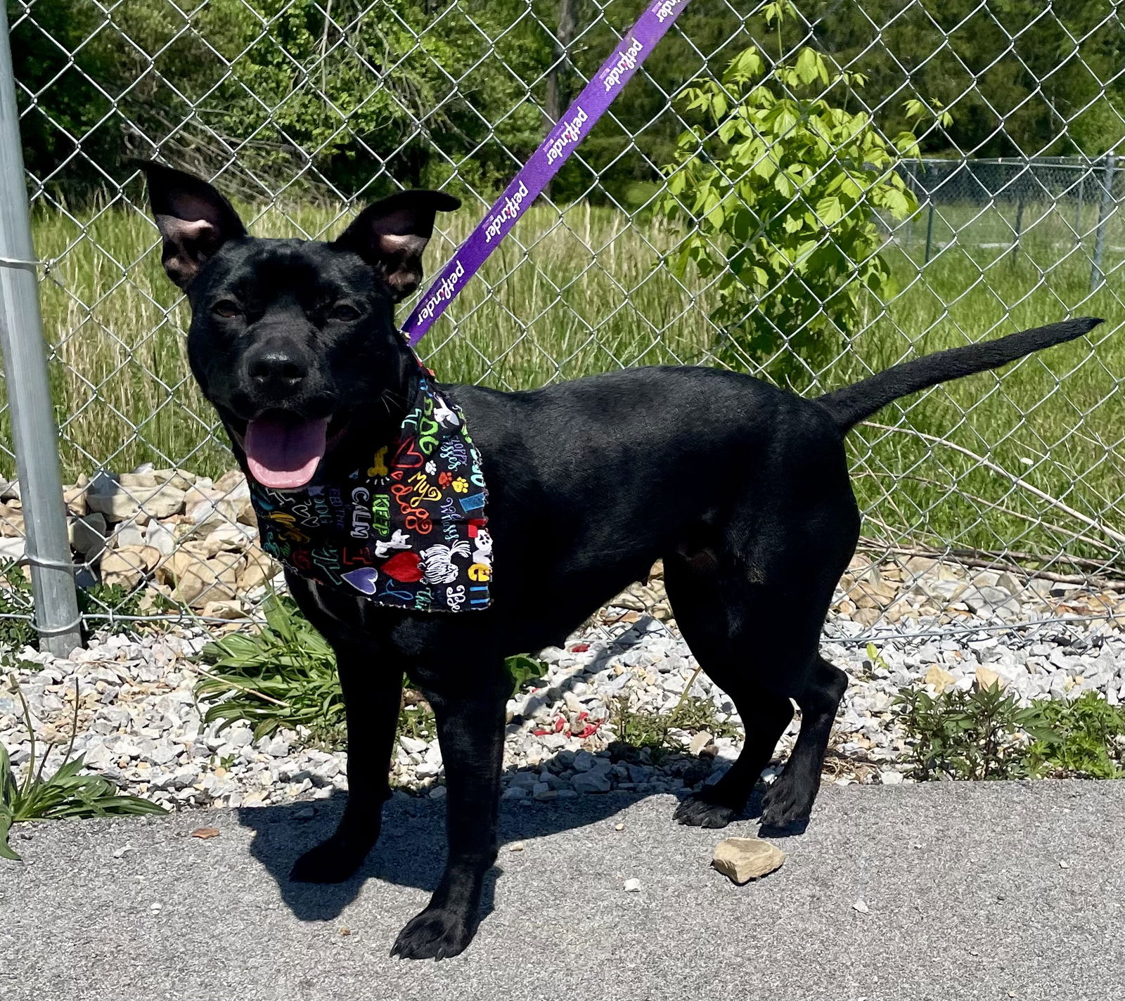 adoptable Dog in Crossville, TN named CANDY COATED RAINDROP