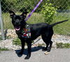 adoptable Dog in  named CANDY COATED RAINDROP