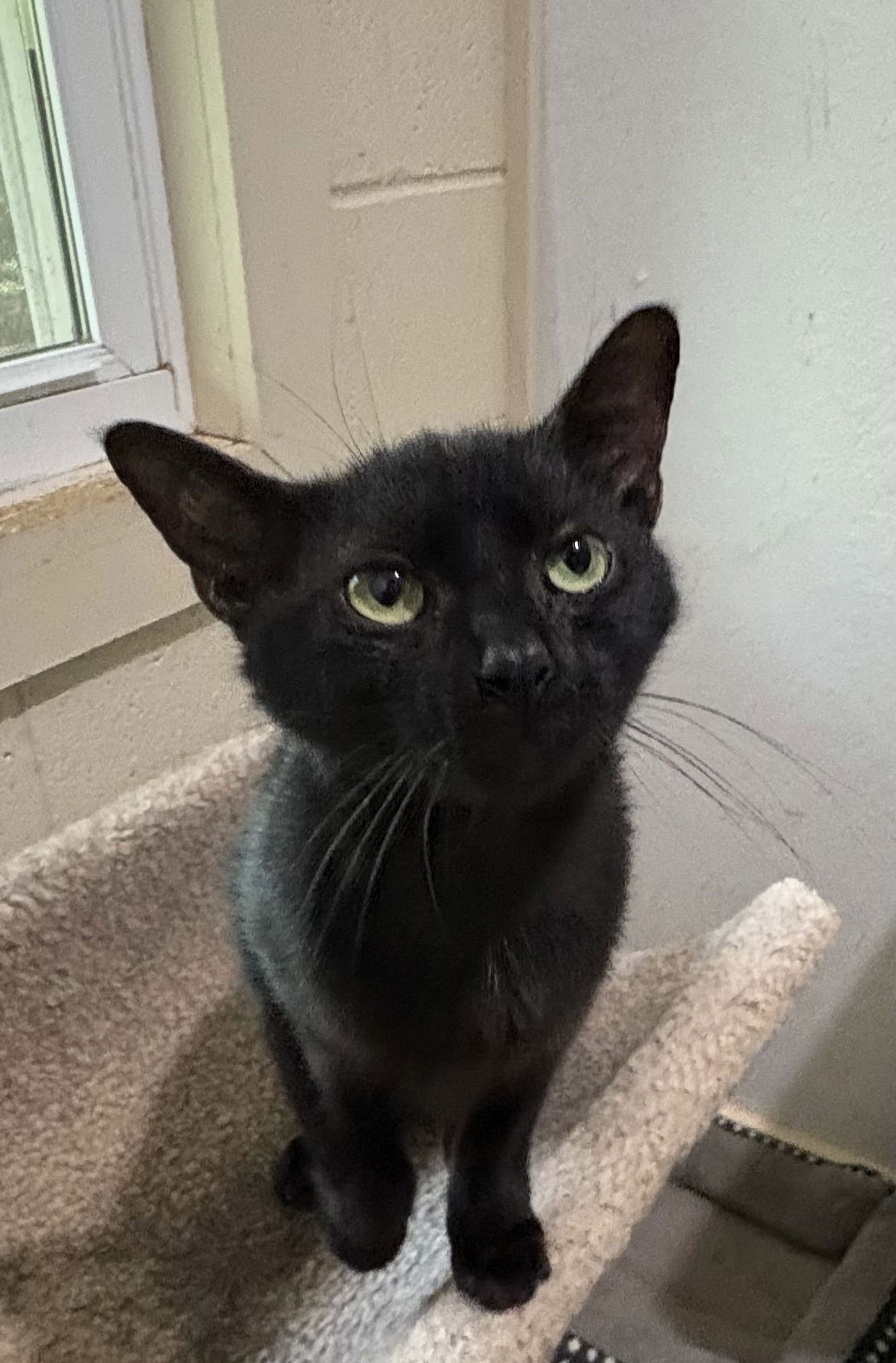 adoptable Cat in Crossville, TN named KITTY FAIRY