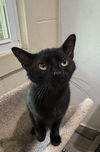 adoptable Cat in crossville, TN named KITTY FAIRY