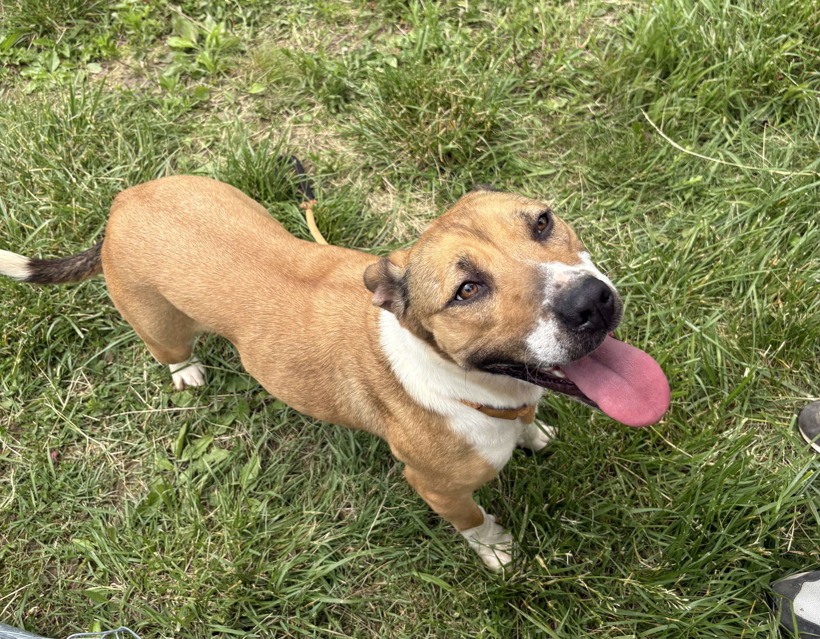 adoptable Dog in Crossville, TN named GLIMMER (Spayed!)