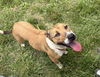 adoptable Dog in crossville, TN named GLIMMER (Spayed!)