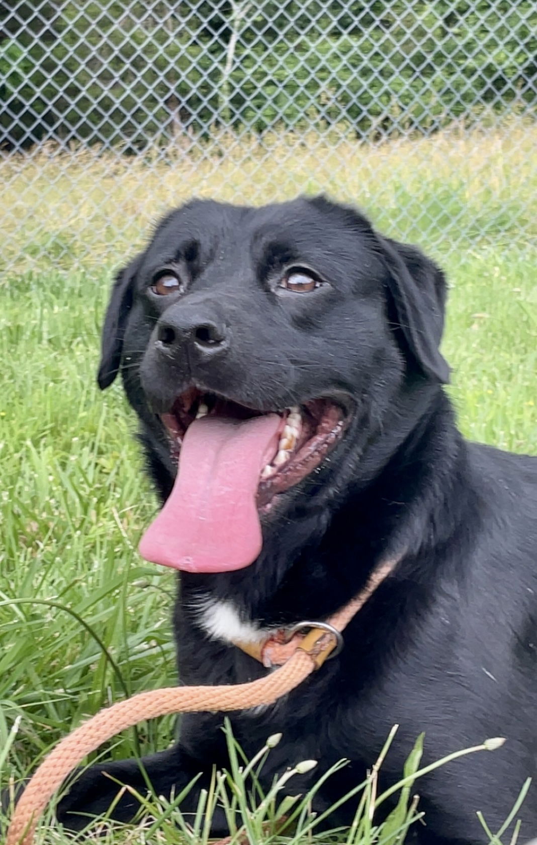 adoptable Dog in Crossville, TN named SPENCER