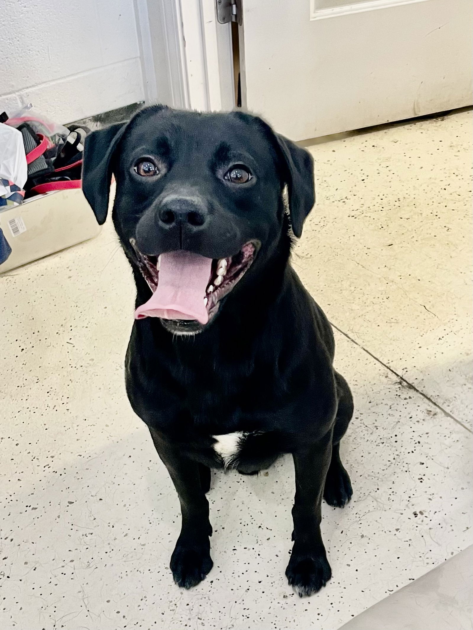 adoptable Dog in Crossville, TN named JIGGS