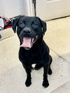 adoptable Dog in crossville, TN named JIGGS