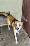 adoptable Dog in crossville, TN named COWBOY