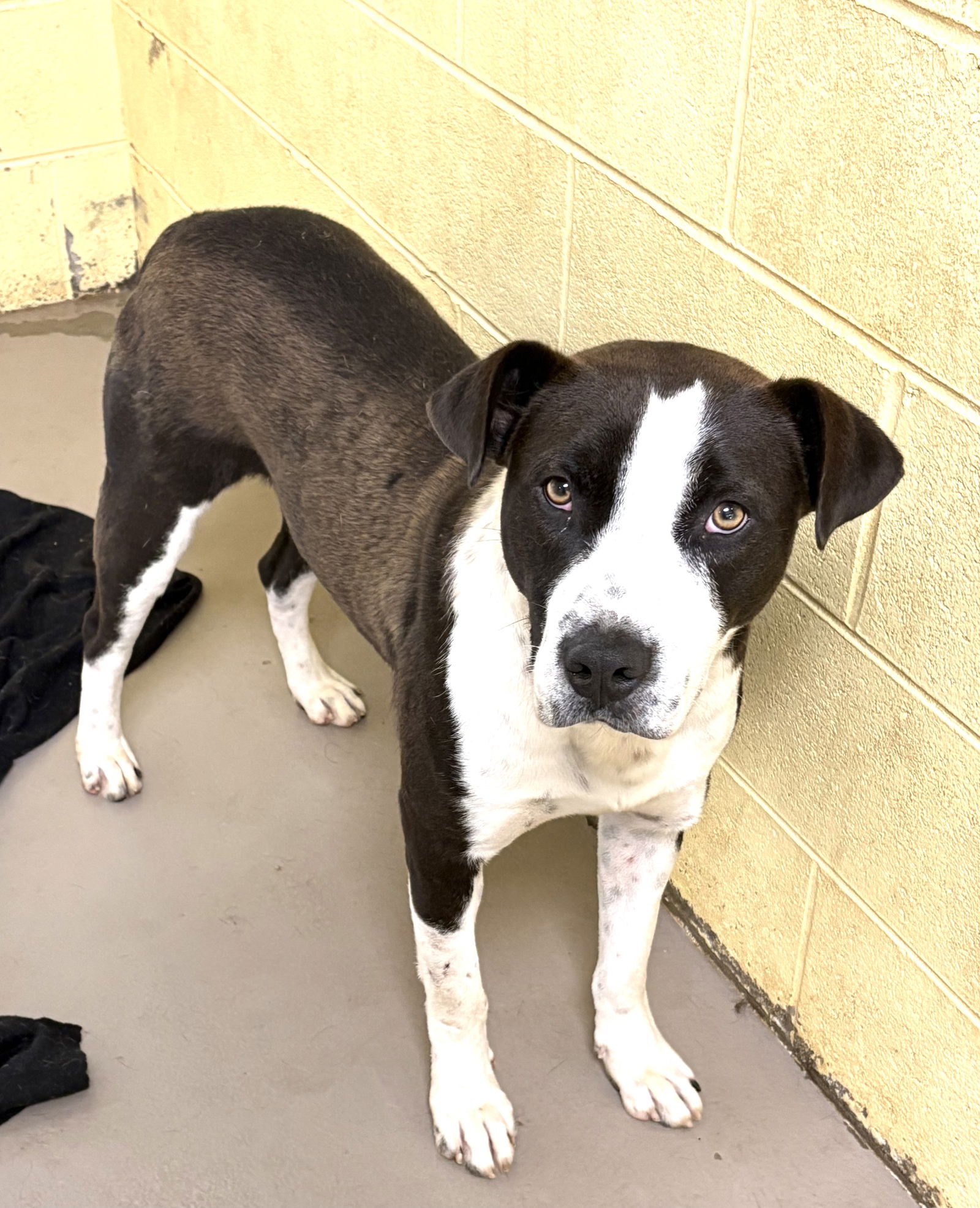 adoptable Dog in Crossville, TN named CHONK