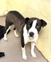 adoptable Dog in  named CHONK