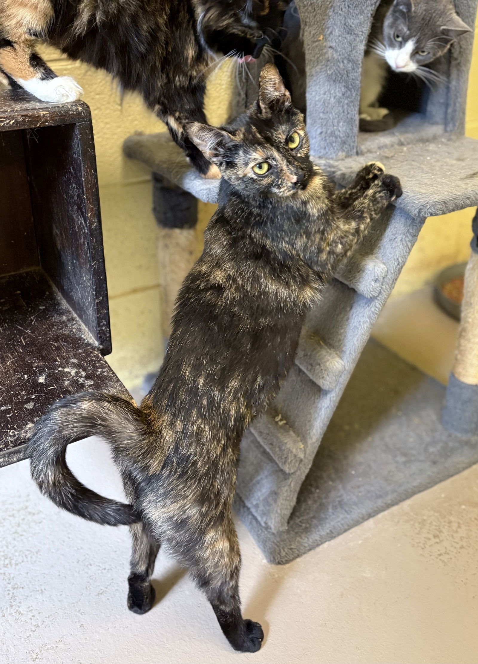 adoptable Cat in Crossville, TN named SWEETHEART (Spayed!)
