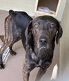 adoptable Dog in  named TODD