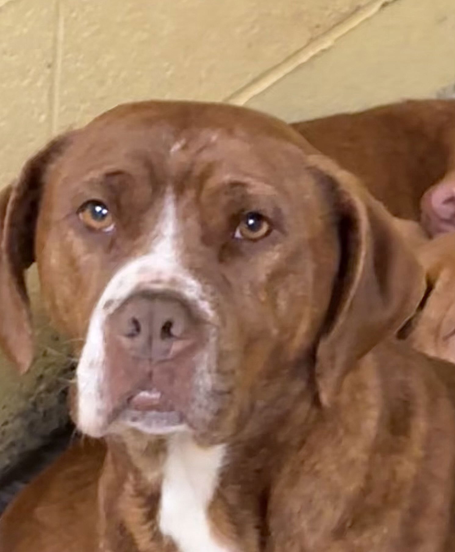 adoptable Dog in Crossville, TN named POPPY