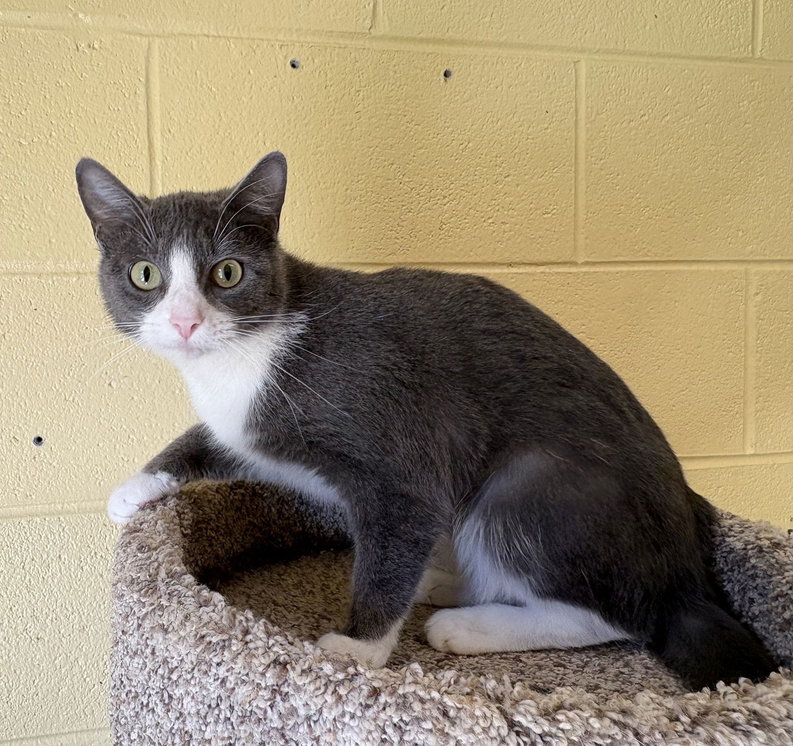 adoptable Cat in Crossville, TN named PHOEBE
