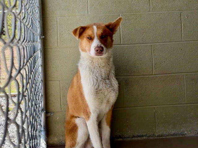 adoptable Dog in Crossville, TN named DUBLIN
