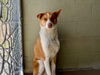 adoptable Dog in crossville, TN named DUBLIN