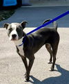 adoptable Dog in  named SUGAR PUP