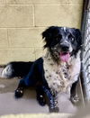 adoptable Dog in crossville, TN named ELVIS
