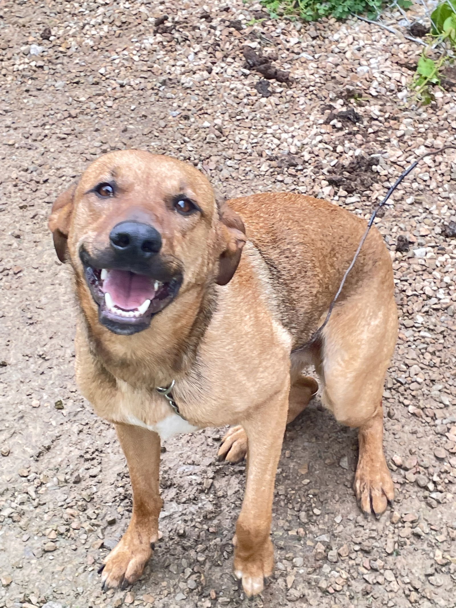 adoptable Dog in Crossville, TN named FLAPJACK