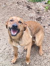 adoptable Dog in crossville, TN named FLAPJACK