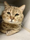 adoptable Cat in  named SAMUEL L CATSON (FIV+)