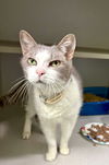 adoptable Cat in crossville, TN named LITTLE BOY (Neutered!)
