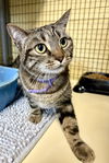 adoptable Cat in crossville, TN named PHOEBE ROSER (Spayed!)