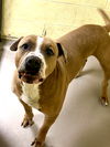 adoptable Dog in crossville, TN named HOOCH