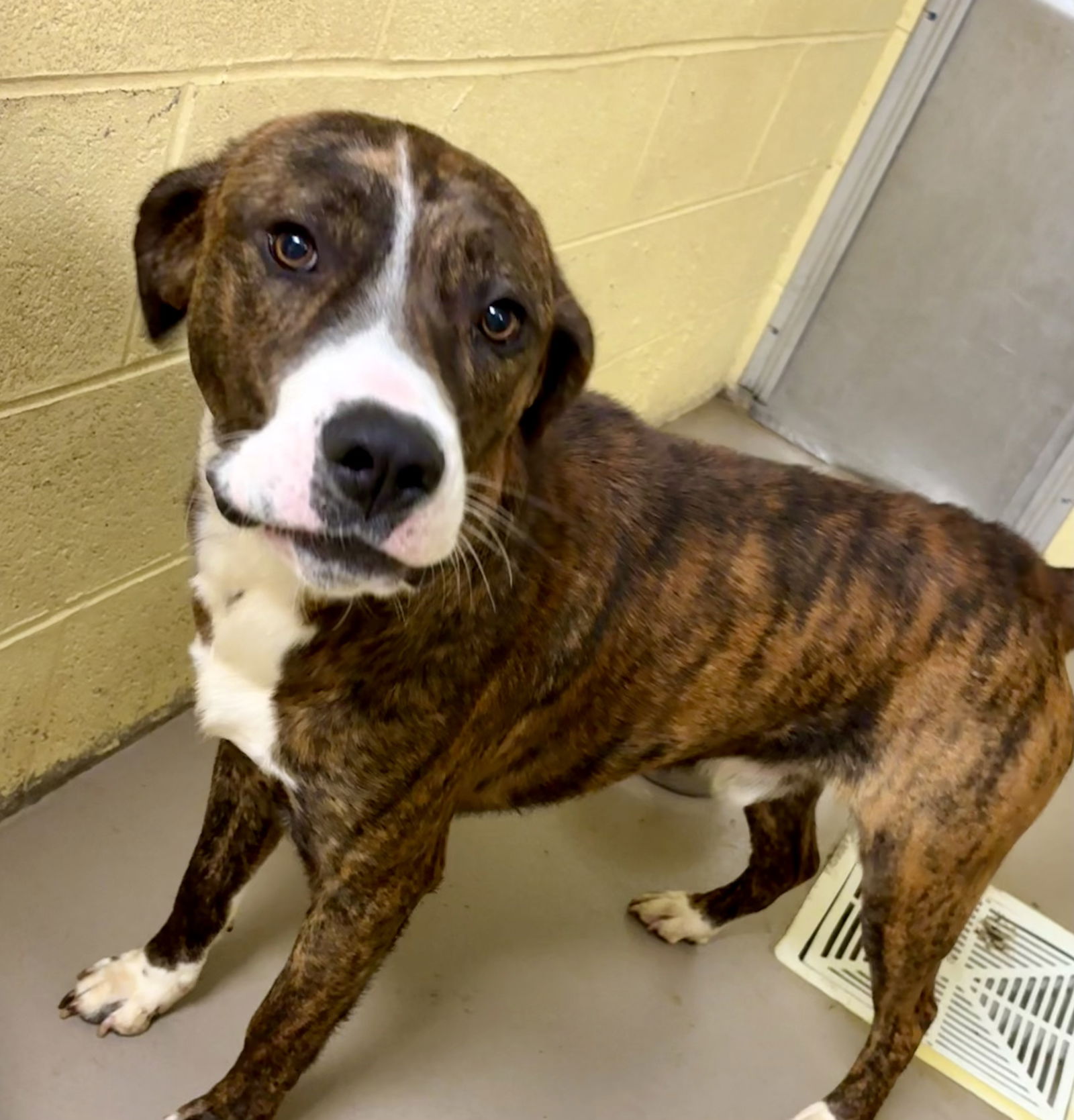 adoptable Dog in Crossville, TN named ROSCO