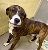 adoptable Dog in  named ROSCO