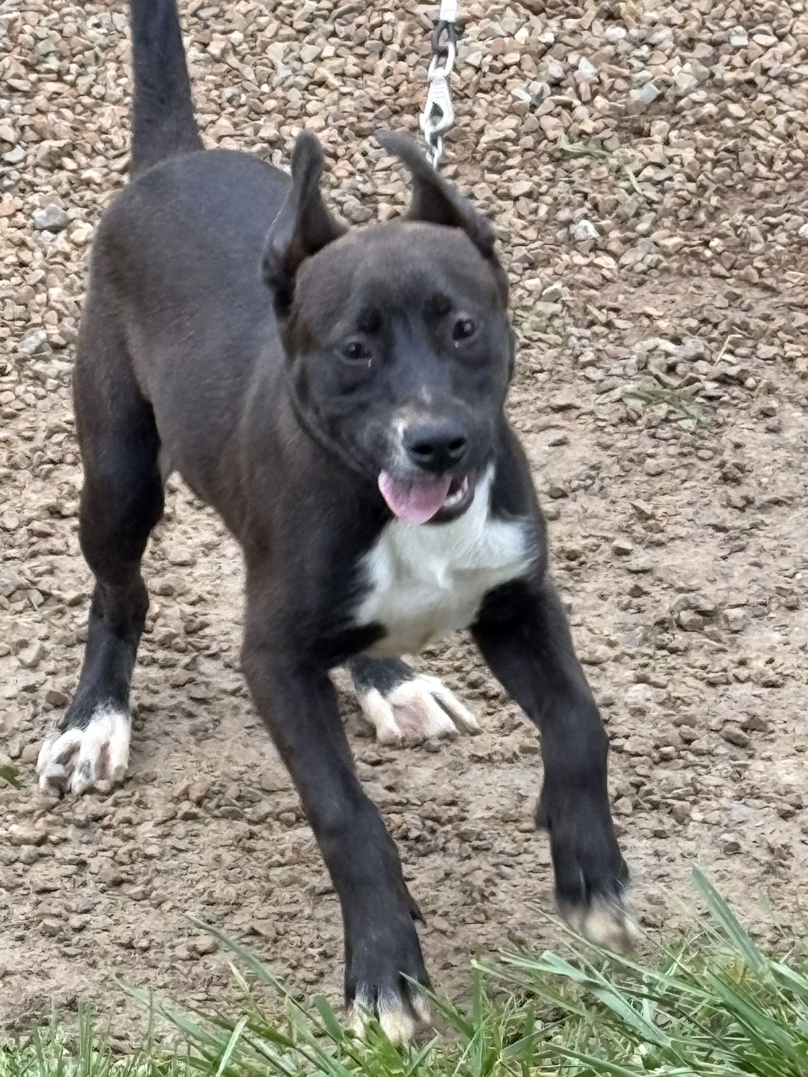 adoptable Dog in Crossville, TN named SUSIE Q