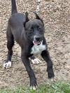 adoptable Dog in Crossville, TN named SUSIE Q